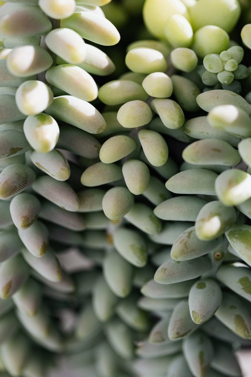 The Comprehensive Guide to Cultivating and Caring for Kalanchoe Succulents