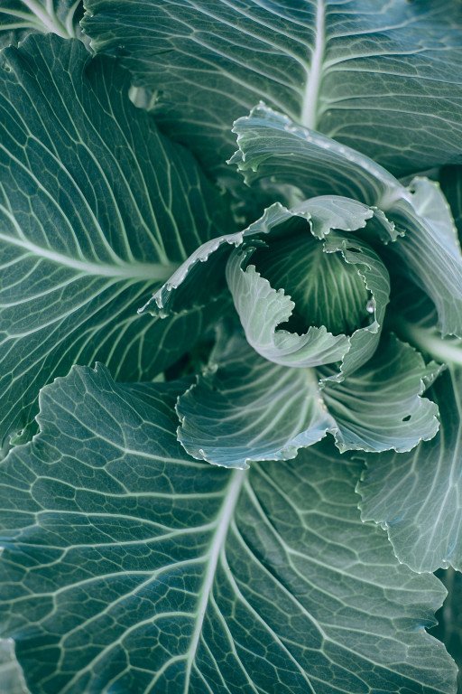 Growing Cauliflower: A Comprehensive Guide to Cultivating This Versatile Vegetable