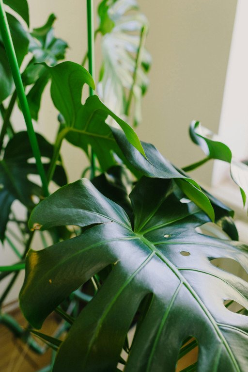 The Ultimate Guide to Cultivating the Lush Philodendron Patriciae at Home