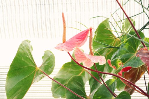 The Ultimate Guide to Flowering Indoor Plants: Cultivate a Blooming Oasis Inside Your Home