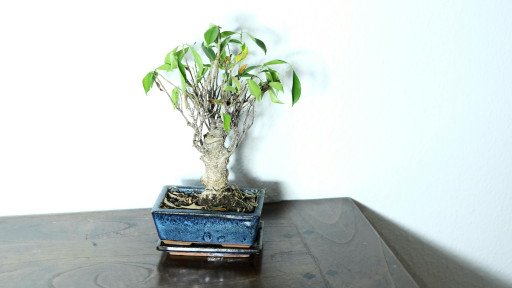 The Comprehensive Guide to Growing and Nurturing Crepe Myrtle Bonsai Trees