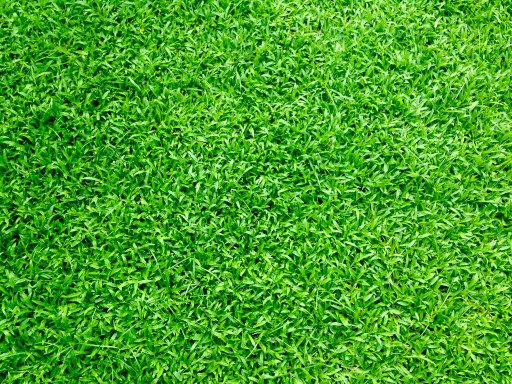The Ultimate Guide to Achieving a Lush Green Lawn with Sta-Green Lawn Fertilizer