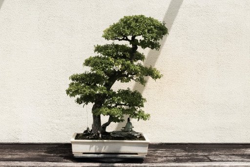 The Ultimate Guide to Finding and Selecting the Perfect Bonsai Tree Pots for Sale