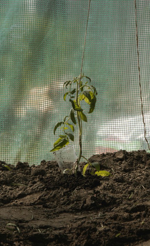 Mastering Tomato Plant Grafting: Enhancing Your Garden's Bounty