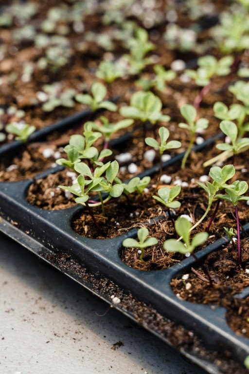 DIY Above Ground Planter: Create a Thriving Garden Oasis