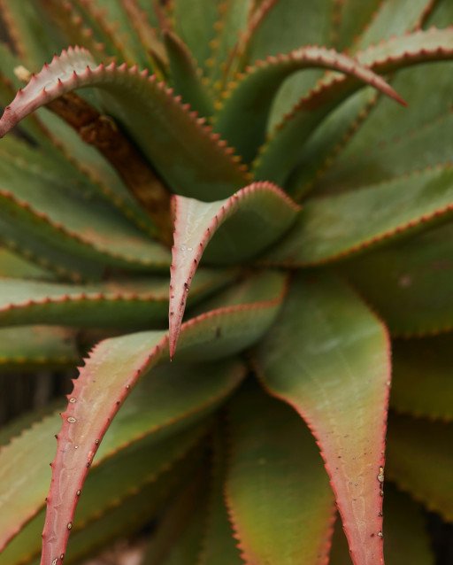 The Comprehensive Guide to Growing Aloe Plants from Seeds